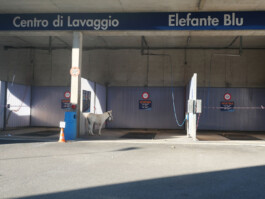 Transversal-Territory-2022-Mendrisio-Onzgi-Mansoureh-Aalaii-26.jpg 